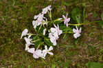 Alabama phlox